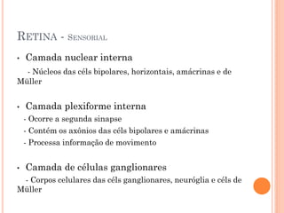 RETINA - SENSORIAL
• Camada nuclear interna
- Núcleos das céls bipolares, horizontais, amácrinas e de
Müller
• Camada plexiforme interna
- Ocorre a segunda sinapse
- Contém os axônios das céls bipolares e amácrinas
- Processa informação de movimento
• Camada de células ganglionares
- Corpos celulares das céls ganglionares, neuróglia e céls de
Müller
 