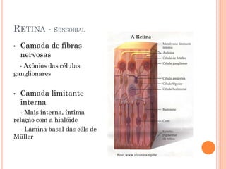 RETINA - SENSORIAL
• Camada de fibras
nervosas
- Axônios das células
ganglionares
• Camada limitante
interna
- Mais interna, íntima
relação com a hialóide
- Lâmina basal das céls de
Müller
Site: www.ifi.unicamp.br
 