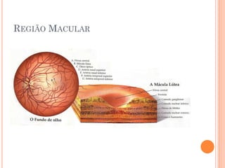 REGIÃO MACULAR
 