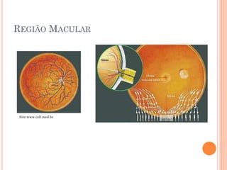 REGIÃO MACULAR
Site:www.coll.med.br
 