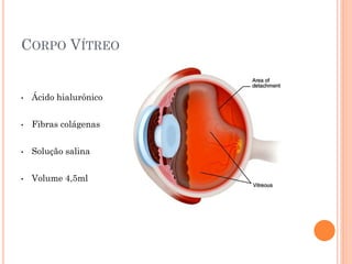 CORPO VÍTREO
• Ácido hialurônico
• Fibras colágenas
• Solução salina
• Volume 4,5ml
 
