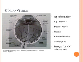 CORPO VÍTREO
Livro Mapeamento de retina – Rubens, Camargo, Siqueira, Fernando,
Orefice. Rio Med
• Adesão maior:
- Lig. Hialóideo
- Base do vítreo
- Mácula
- Vasos retinianos
- Nervo óptico
- Inserção dos MM.
extraoculares
 