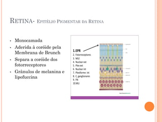 RETINA- EPITÉLIO PIGMENTAR DA RETINA
• Monocamada
• Aderida à coróide pela
Membrana de Brunch
• Separa a coróide dos
fotorreceptores
• Grânulos de melanina e
lipofuccina
 