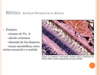 RETINA- EPITÉLIO PIGMENTAR DA RETINA
• Funções:
- estoque de Vit. A
- adesão retiniana
- absorção de luz dispersa
- trocas metabólicas entre
retina sensorial e a coróide
 