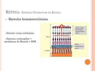 RETINA- EPITÉLIO PIGMENTAR DA RETINA
• Barreira hematorretiniana
- Interna: vasos retinianos
- Externa: coriocapilar +
membrana de Brunch + EPR
 