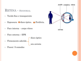 RETINA - SENSORIAL
• Tecido fino e transparente
• Espessura disco óptico. Periferia.
• Face interna - corpo vítreo
• Face externa – EPR
disco óptico
• Firmemente aderida
ora serrata
• Possui 9 camadas
 