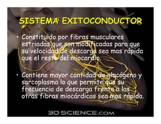 Sistema de Conducción Cardiaca