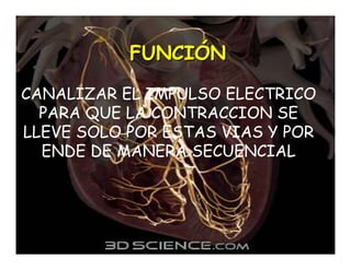 Sistema de Conducción Cardiaca
