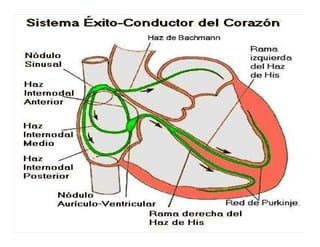Sistema de Conducción Cardiaca