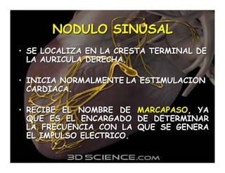 Sistema de Conducción Cardiaca