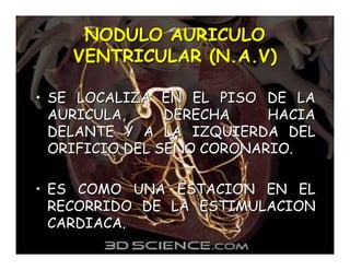 Sistema de Conducción Cardiaca