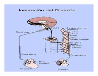 Sistema de Conducción Cardiaca
