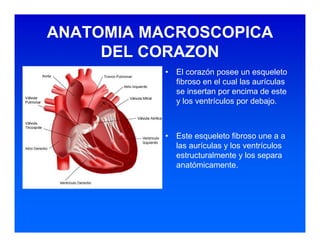 Sistema de Conducción Cardiaca