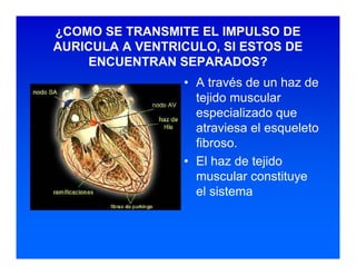 Sistema de Conducción Cardiaca