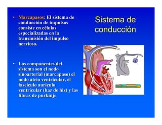 Sistema de Conducción Cardiaca