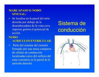 Sistema de Conducción Cardiaca