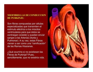 Sistema de Conducción Cardiaca