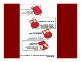 Sistema de Conducción Cardiaca
