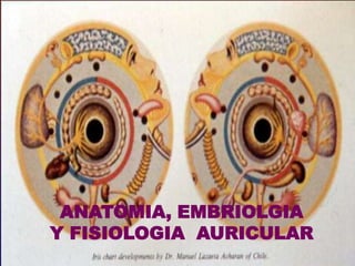 ANATOMIA, EMBRIOLGIA
Y FISIOLOGIA AURICULAR
 