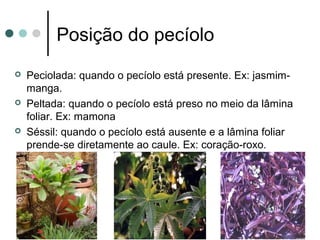 Posição do pecíolo
 Peciolada: quando o pecíolo está presente. Ex: jasmim-
manga.
 Peltada: quando o pecíolo está preso no meio da lâmina
foliar. Ex: mamona
 Séssil: quando o pecíolo está ausente e a lâmina foliar
prende-se diretamente ao caule. Ex: coração-roxo.
 