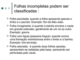 Folhas incompletas podem ser
classificadas :
 Folha peciolada: quando a folha apresenta apenas o
limbo e o pecíolo. Exemplo: flor-de-São-João.
 Folha invaginante: é quando a bainha envolve o caule
em grande extensão, geralmente de um nó ao outro.
Exemplo: grama.
 Folha com lígula (pequena língua): quando ocorre
uma formação membranosa entre o limbo e a bainha.
Exemplo: lírio-do-brejo.
 Folha adunada: é quando duas folhas opostas,
apresentam-se soldadas pela base, parecendo ser
perfuradas pelo caule.
 