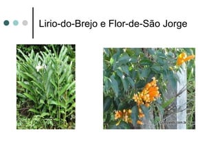 Lirio-do-Brejo e Flor-de-São Jorge
 