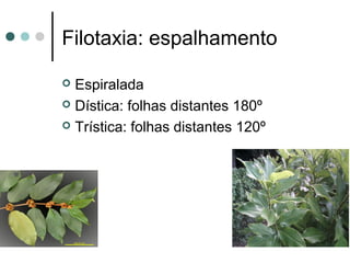 Filotaxia: espalhamento
 Espiralada
 Dística: folhas distantes 180º
 Trística: folhas distantes 120º
 