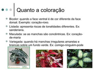 Quanto a coloração
 Bicolor: quando a face ventral é de cor diferente da face
dorsal. Exemplo: coração-roxo.
 Listada: apresenta riscas de tonalidades diferentes. Ex:
sanderiana.
 Maculada: se as manchas são concêntricas. Ex: coração-
de-maria
 Variegada: quando há manchas irregulares amarelas e
brancas sobre um fundo verde. Ex: comigo-ninguém-pode
 