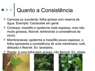 Quanto a Consistência
 Carnosa ou suculenta: folha grossa com reserva de
água. Exemplo: Cactaceae em geral.
 Coriácea: mesófilo e epiderme mais espessa, mas não
muito grossos, flexível, lembrando a consistência de
couro.
 Membranácea: epiderme e mesófilo pouco espesso, a
folha apresenta a consistência de uma membrana, sutil,
delicada e flexível. Ex: laranjeira.
 Rígida: é uma folha bem grossa, não flexível. Ex: clúsia.
 