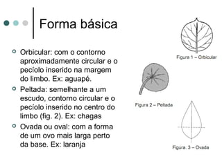 Forma básica
 Orbicular: com o contorno
aproximadamente circular e o
pecíolo inserido na margem
do limbo. Ex: aguapé.
 Peltada: semelhante a um
escudo, contorno circular e o
pecíolo inserido no centro do
limbo (fig. 2). Ex: chagas
 Ovada ou oval: com a forma
de um ovo mais larga perto
da base. Ex: laranja
 