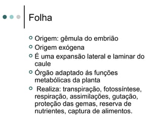 Folha
 Origem: gêmula do embrião
 Origem exógena
 É uma expansão lateral e laminar do
caule
 Órgão adaptado ás funções
metabólicas da planta
 Realiza: transpiração, fotossíntese,
respiração, assimilações, gutação,
proteção das gemas, reserva de
nutrientes, captura de alimentos.
 