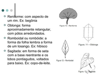  Reniforme: com aspecto de
um rim. Ex: begônia
 Oblonga: forma
aproximadamente retangular,
com pólos arredondados.
 Romboidal ou rombóide: a
forma da folha lembra a forma
de um losango. Ex: hibisco
 Sagitada: em forma de seta
com a base reentrante e os
lobos pontiagudos, voltados
para baixo. Ex: copo-de-leite.
 