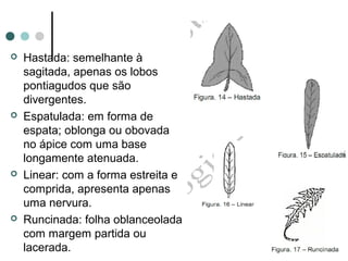 Hastada: semelhante à
sagitada, apenas os lobos
pontiagudos que são
divergentes.
 Espatulada: em forma de
espata; oblonga ou obovada
no ápice com uma base
longamente atenuada.
 Linear: com a forma estreita e
comprida, apresenta apenas
uma nervura.
 Runcinada: folha oblanceolada
com margem partida ou
lacerada.
 