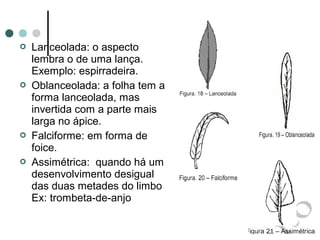  Lanceolada: o aspecto
lembra o de uma lança.
Exemplo: espirradeira.
 Oblanceolada: a folha tem a
forma lanceolada, mas
invertida com a parte mais
larga no ápice.
 Falciforme: em forma de
foice.
 Assimétrica: quando há um
desenvolvimento desigual
das duas metades do limbo
Ex: trombeta-de-anjo
 