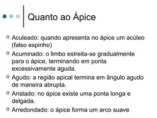 Quanto ao Ápice
 Aculeado: quando apresenta no ápice um acúleo
(falso espinho)
 Acuminado: o limbo estreita-se gradualmente
para o ápice, terminando em ponta
excessivamente aguda.
 Agudo: a região apical termina em ângulo agudo
de maneira abrupta.
 Aristado: no ápice existe uma ponta longa e
delgada.
 Arredondado: o ápice forma um arco suave
 