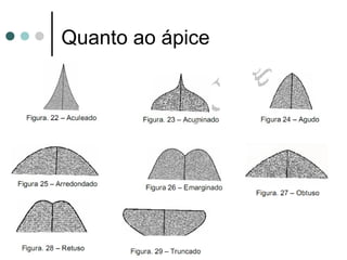 Quanto ao ápice
 