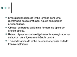  Emarginado: ápice do limbo termina com uma
reentrância pouco profunda, aguda com bordos
arredondados.
 Obtuso: os bordos da lâmina formam no ápice um
ângulo obtuso.
 Retuso: ápice truncado e ligeiramente emarginado, ou
seja, com uma ligeira reentrância central.
 Truncado: ápice do limbo parecendo ter sido cortado
transversalmente.
 