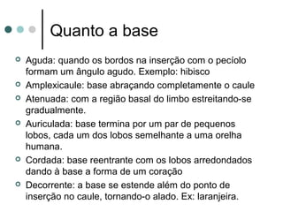 Quanto a base
 Aguda: quando os bordos na inserção com o pecíolo
formam um ângulo agudo. Exemplo: hibisco
 Amplexicaule: base abraçando completamente o caule
 Atenuada: com a região basal do limbo estreitando-se
gradualmente.
 Auriculada: base termina por um par de pequenos
lobos, cada um dos lobos semelhante a uma orelha
humana.
 Cordada: base reentrante com os lobos arredondados
dando à base a forma de um coração
 Decorrente: a base se estende além do ponto de
inserção no caule, tornando-o alado. Ex: laranjeira.
 