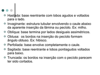  Hastada: base reentrante com lobos agudos e voltados
para o lado.
 Invaginante: estrutura tubular envolvendo o caule abaixo
da aparente inserção da lâmina ou pecíolo. Ex: milho.
 Oblíqua: base termina por lados desiguais assimétricos.
 Obtusa: os bordos na inserção do pecíolo formam
ângulo obtuso. Ex: hibisco.
 Perfoliada: base envolve completamente o caule.
 Sagitada: base reentrante e lobos pontiagudos voltados
para baixo.
 Truncada: os bordos na inserção com o pecíolo parecem
ter sido cortados.
 