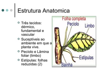 Estrutura Anatomica
 Três tecidos:
dérmico,
fundamental e
vascular
 Suceptíveis ao
ambiente em que a
planta vive.
 Pecíolo e Lâmina
foliar (limbo)
 Estípulas: folhas
reduzidas (2)
 