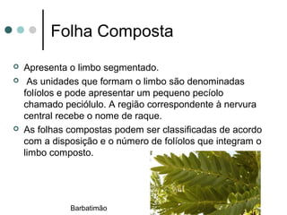 Folha Composta
 Apresenta o limbo segmentado.
 As unidades que formam o limbo são denominadas
folíolos e pode apresentar um pequeno pecíolo
chamado peciólulo. A região correspondente à nervura
central recebe o nome de raque.
 As folhas compostas podem ser classificadas de acordo
com a disposição e o número de folíolos que integram o
limbo composto.
Barbatimão
 