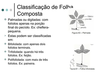 Classificação de Folha
Composta
 Palmadas ou digitadas: com
folíolos apenas na porção
final do pecíolo. Ex: cheflera-
pequena.
 Estas podem ser classificadas
em:
 Bifoliolada: com apenas dois
folíolos terminais.
 Trifoliolada: quando há três
folíolos. Ex: feijão.
 Polifoliolada: com mais de três
folíolos. Ex: paineira.
 