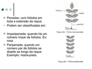  Penadas: com folíolos em
toda a extensão da raque.
 Podem ser classificadas em:
 Imparipenada: quando há um
número ímpar de folíolos. Ex:
rosa.
 Paripenada: quando um
número par de folíolos se
dispõe ao longo da raque.
Exemplo: maria-preta.
 