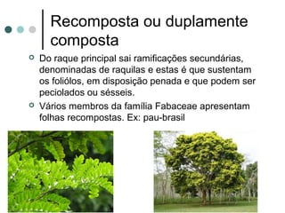 Recomposta ou duplamente
composta
 Do raque principal sai ramificações secundárias,
denominadas de raquilas e estas é que sustentam
os foliólos, em disposição penada e que podem ser
peciolados ou sésseis.
 Vários membros da família Fabaceae apresentam
folhas recompostas. Ex: pau-brasil
 