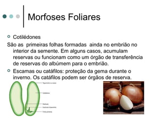 Morfoses Foliares
 Cotilédones
São as primeiras folhas formadas ainda no embrião no
interior da semente. Em alguns casos, acumulam
reservas ou funcionam como um órgão de transferência
de reservas do albúmem para o embrião.
 Escamas ou catáfilos: proteção da gema durante o
inverno. Os catáfilos podem ser órgãos de reserva.
 