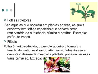  Folhas coletoras
São aquelas que ocorrem em plantas epífitas, as quais
desenvolvem folhas especiais que servem como
reservatório de substância húmica e detritos. Exemplo:
chifre-de-veado
 Filódio
Folha é muito reduzida, o pecíolo adquire a forma e a
função do limbo, realizando até mesmo fotossíntese e,
durante o desenvolvimento da plântula, pode se ver essa
transformação. Ex: acácia.
 