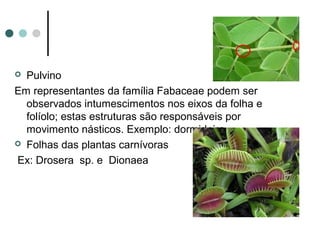  Pulvino
Em representantes da família Fabaceae podem ser
observados intumescimentos nos eixos da folha e
folíolo; estas estruturas são responsáveis por
movimento násticos. Exemplo: dormideira
 Folhas das plantas carnívoras
Ex: Drosera sp. e Dionaea
 