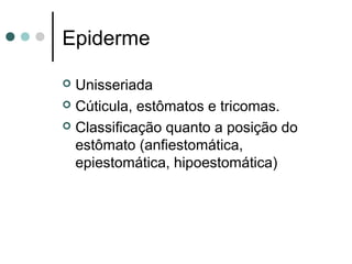Epiderme
 Unisseriada
 Cúticula, estômatos e tricomas.
 Classificação quanto a posição do
estômato (anfiestomática,
epiestomática, hipoestomática)
 