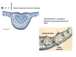Nerium oleander (nervura mediana)
Cephalostemon angustatus.
Secção transversal da bainha da
folha
 