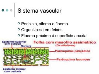 Sistema vascular
 Periciclo, xilema e floema
 Organiza-se em feixes
 Floema próximo á superfície abaxial
 